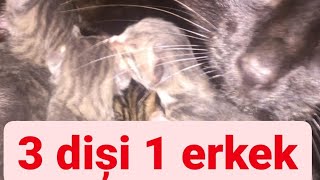 Yavru Kedilerde Cinsiyet Ayrimi Nasil Yapilir Yeni Dogmus Kedilerde Cinsiyet Ayrimi Youtube