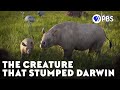 The Creature That Stumped Darwin