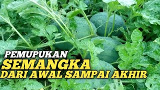 cara pemupukan semangka dari awal sampai akhir