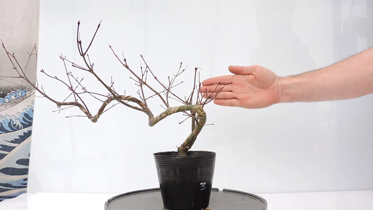 Vídeo 360º Prebonsái Acer Palmatum Deshojo. Arce Japonés Deshojo. ACP99de