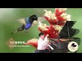 Hummingbird by W. Gillock 蜂鸟 - XinhaoJi 季新皓
