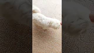 funny Maltese Dog |  funny video #maltese #maltesedog #funny #pets #pet #petdog