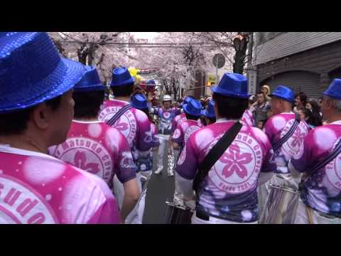003　常盤平さくら祭り　マツド　セレージャ　サンバ　パレード　2016　満開の桜