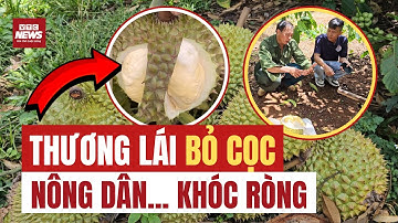 Sốc: Sầu riêng sượng hàng loạt, thương lái quay xe, nông dân khóc ròng| VTC News