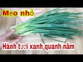 Cách bảo quản hành lá tươi lâu không mất mùi | Đặc sản quê tôi