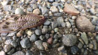 Ant Carrying a Huge Wing