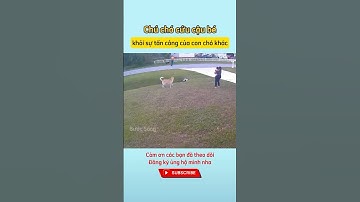 Chú chó cứu cậu bé khỏi sự tấn công của con chó khác | Bước Sóng