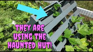 2026 PUMPKIN PATCH UPDATE #3!