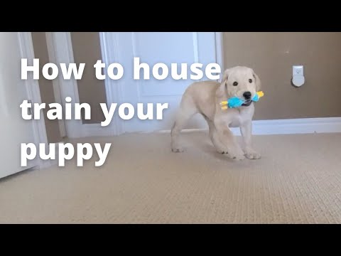 How to house train your puppy