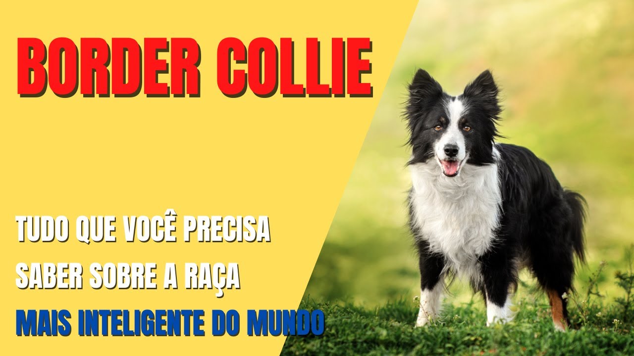 Cachorro Border Collie: saiba tudo sobre a raça