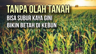 PRAKTIS CARA TANAM JAGUNG TANPA OLAH TANAH