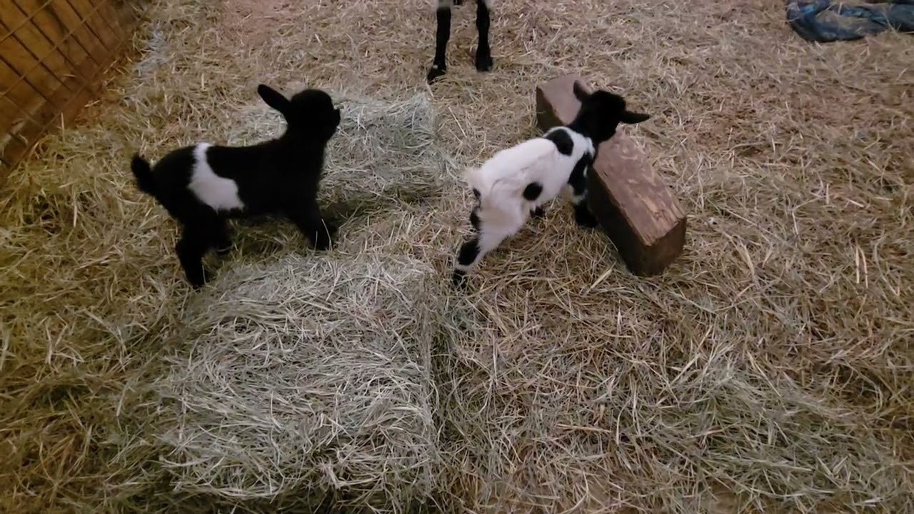 Baby goats get a block of wood.