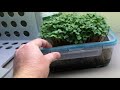 Can worms improve hydroponic microgreens?