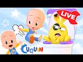 🔴 LIVE 🔴 Learn colors, numbers and shapes with Cuquín | Educational videos for kids