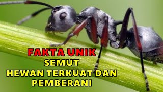 Semut Dapat Mengangkat Beban 50 Kali Berat Tubuhnya, Benarkah? I Fakta Unik
