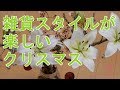 雑貨スタイルが楽しいクリスマスツリー   フローリストBABA__馬場博久