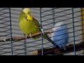 My Budgie likes Guitars