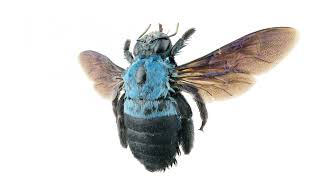 Blue Carpenter Bee
