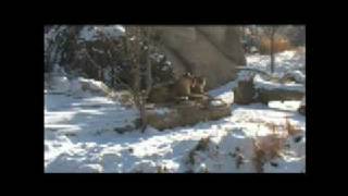 Denver Zoo Cold Weather Care Roar Report
