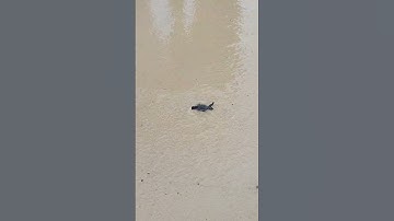 Thumbnail of Large bird snatches up baby turtle crawling into ocean