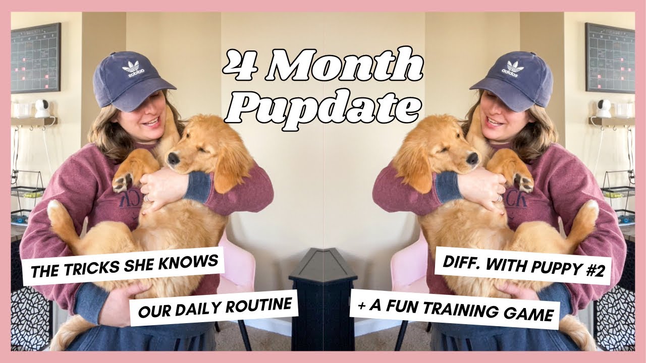 A Day In The Life Of My 4 Month Old Golden Retriever Puppy 4 Month a-day-in-the-life-of-my-4-month-old-golden-retriever-puppy-4-month