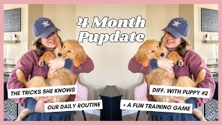 A Day in the Life of My 4 Month Old Golden Retriever Puppy | 4 Month Pupdate
