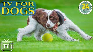 Dog TV 24/7: Top Anti-Anxiety Music for Dogs Left Home Alone with Boredom-Busting Videos for Dogs