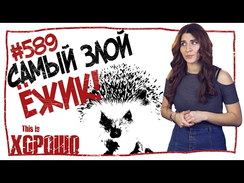 видео: Самый злой ежик. #589