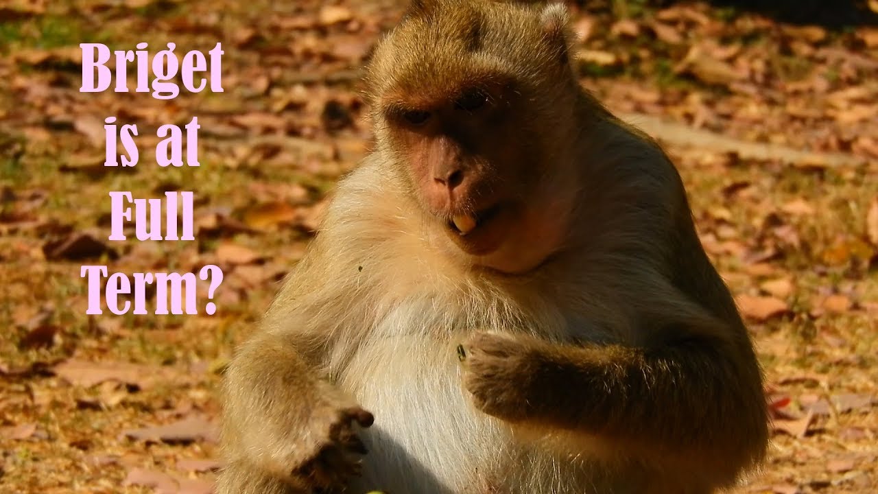 Pregnant monkey Briget is expected the baby very soon.