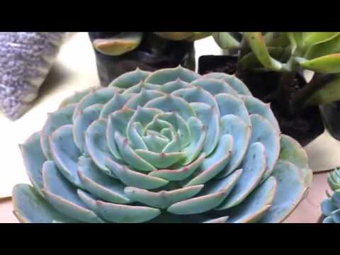 Cactus and Succulents (Beginner's gardening)