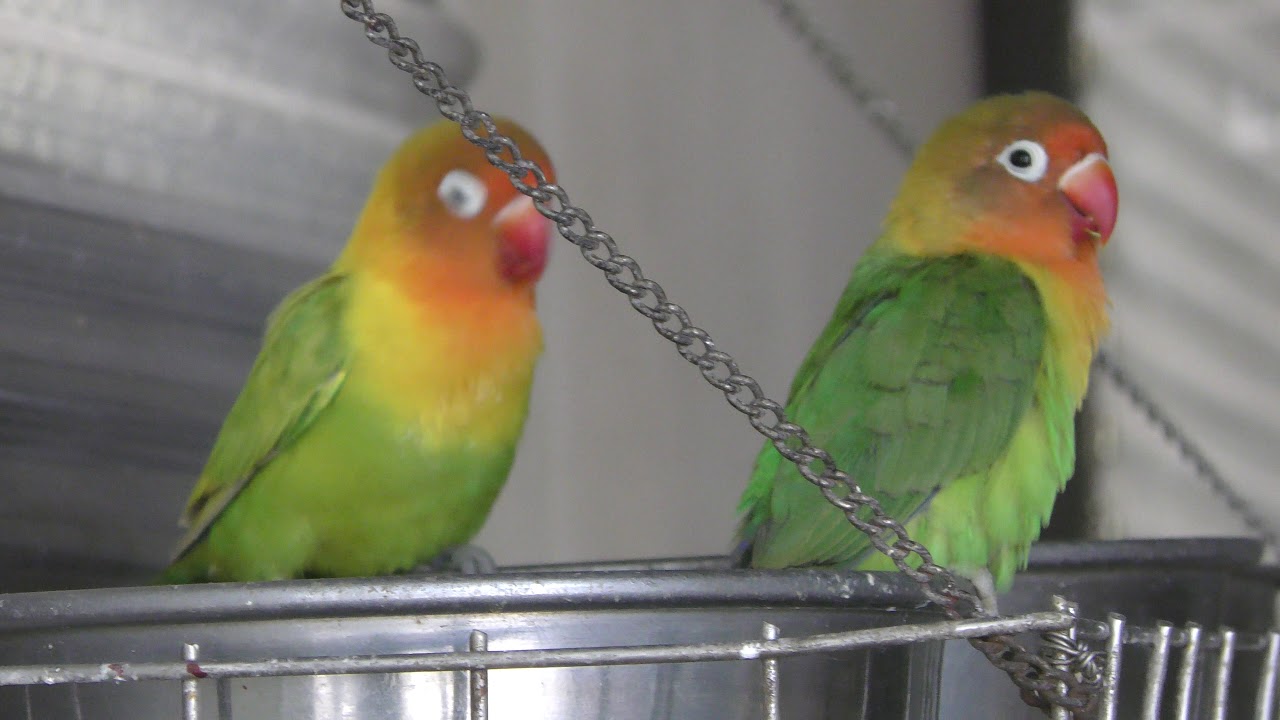 Lilian's Lovebird (Okayama Ikeda Zoo, Okayama, Japan) February 26