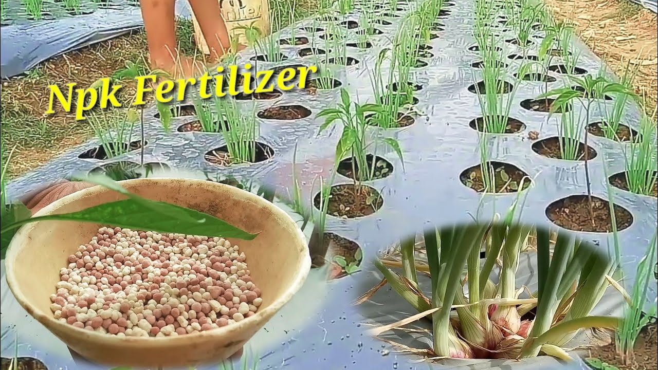 The Best Npk Fertilizer For Onion Plants Npk Fertilizer YouTube