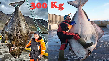Quanto costa il pesce halibut?