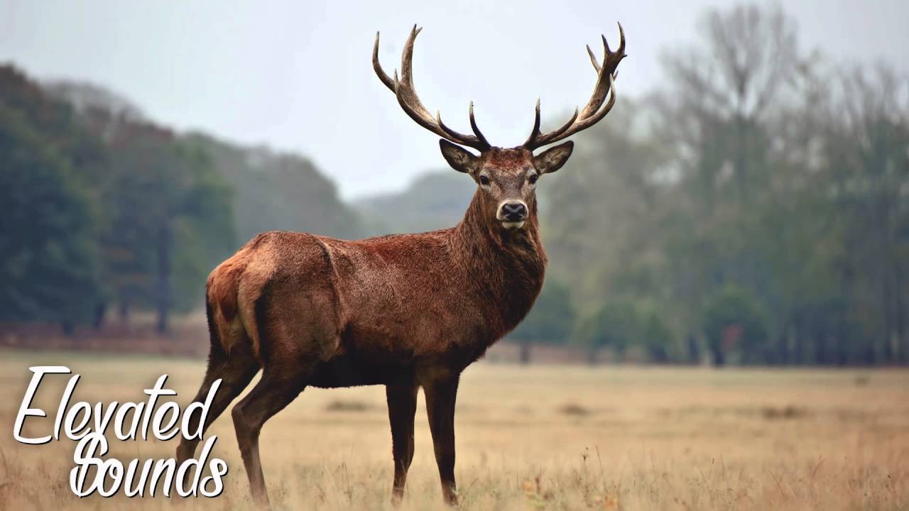 atlas antlers youtube