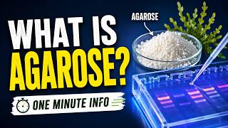 What is Agarose? The Seaweed Polysaccharide Essential for Modern DNA Analysis – One Minute Info