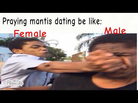Praying mantis meme