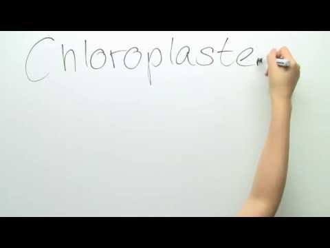 Wie ist ein Chloroplast aufgebaut? | Biologie | Cytologie - YouTube