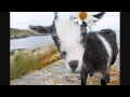 Miniature de la vidéo de la chanson The Mobile Goat Song