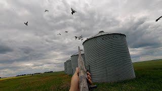 Hunting Loaded Grain Bins For Pigeons! 100+ Birds (North Dakota)