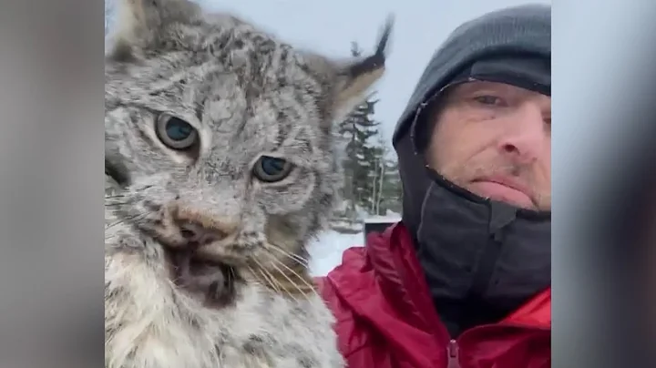 Farmer lectures a lynx after it attacked his chicken coop in British Columbia - DayDayNews