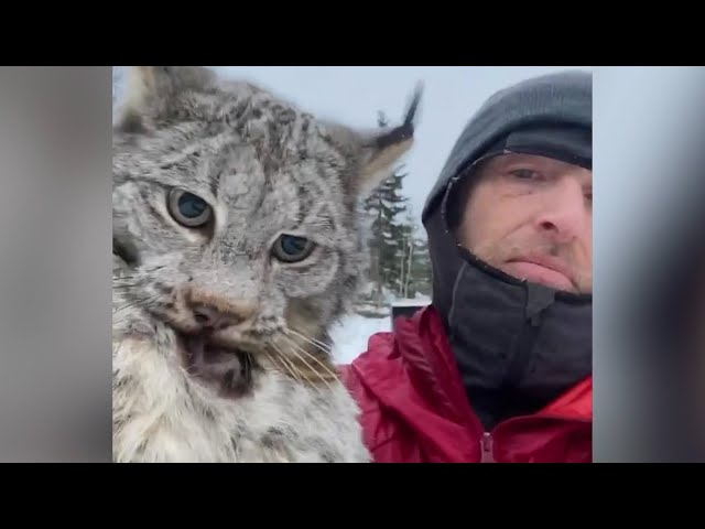 Farmer lectures a lynx after it attacked his chicken coop in British Columbia class=