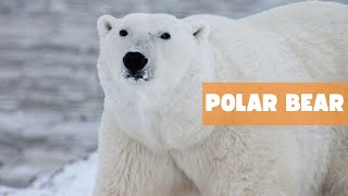 ARCTIC ROYALTY: UNLOCKING THE MYSTERIES OF THE POLAR BEAR by The Fauna Corner 305 views 1 month ago 8 minutes