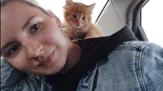 видео: решили ЗАВЕСТИ КОТЁНКА и вот что из этого вышло. три недели в новом доме | предельный уровень милоты картинка: решили ЗАВЕСТИ КОТЁНКА и вот что из этого вышло. три недели в новом доме | предельный уровень милоты