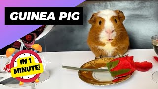 Guinea Pig  Cutest & Loudest Pets! | 1 Minute Animals