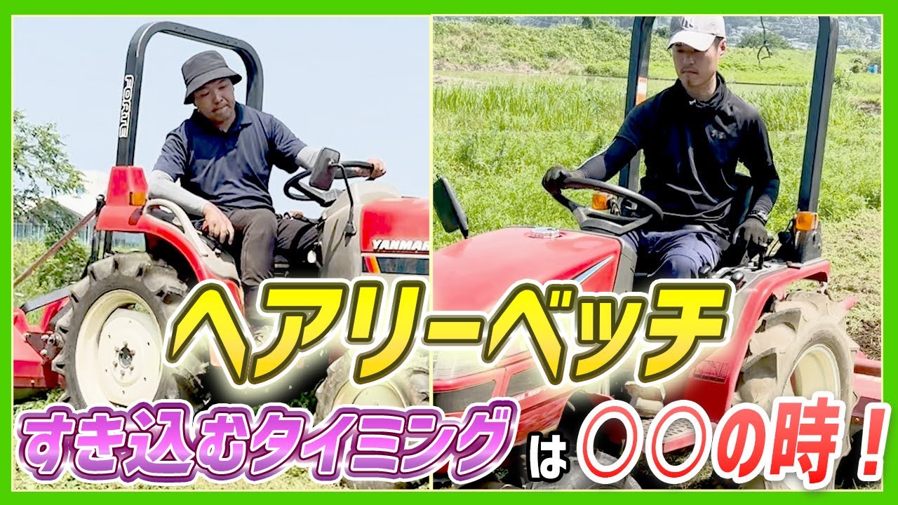 【緑肥の力】人参畑を支える「ヘアリーベッチ」とは？土づくりの裏側を大公開！【ピカイチ野菜くん】