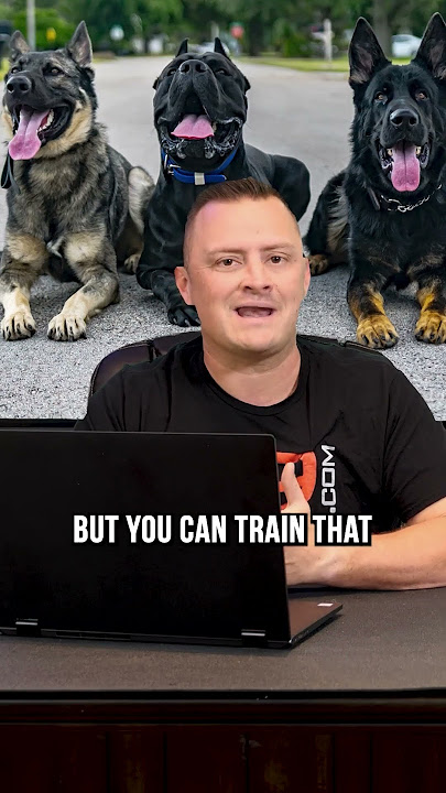 Top 3 Medium Sized Dog Breeds We Recommend
