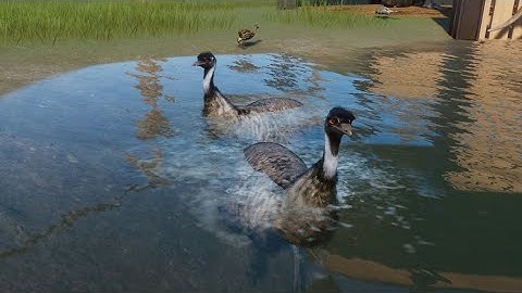 EMU by LeafProductions - Planet Zoo Mod