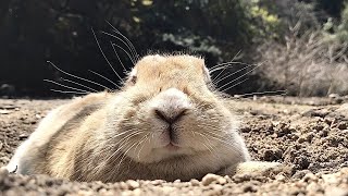 [Rabbit Island Japan] This rabbit's nose is just too cute!