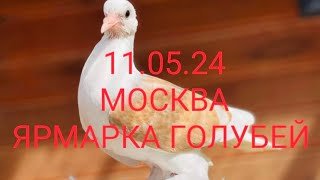 11.05.24 ЯРМАРКА ГОЛУБЕЙ. МОСКВА