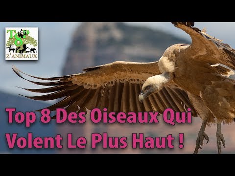 Vidéo: Quel Oiseau Vole Le Plus Haut